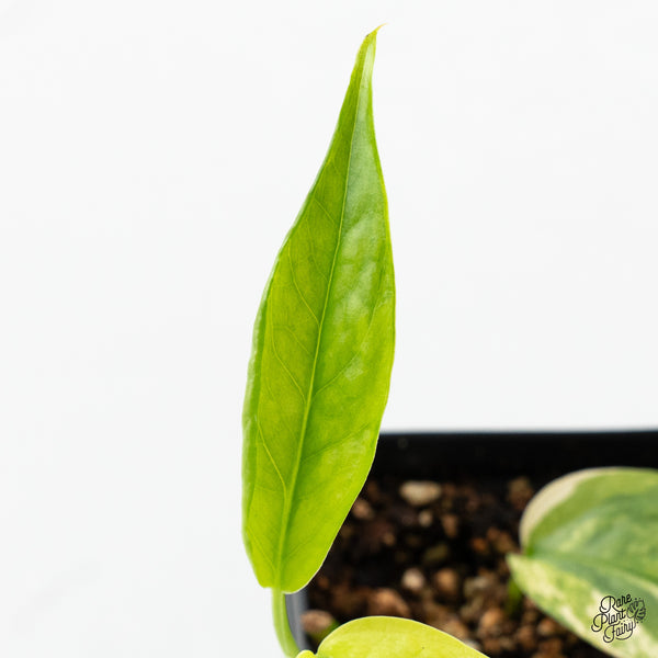 Epipremnum Pinnatum 'Cebu Blue' Variegated (wk50-N)