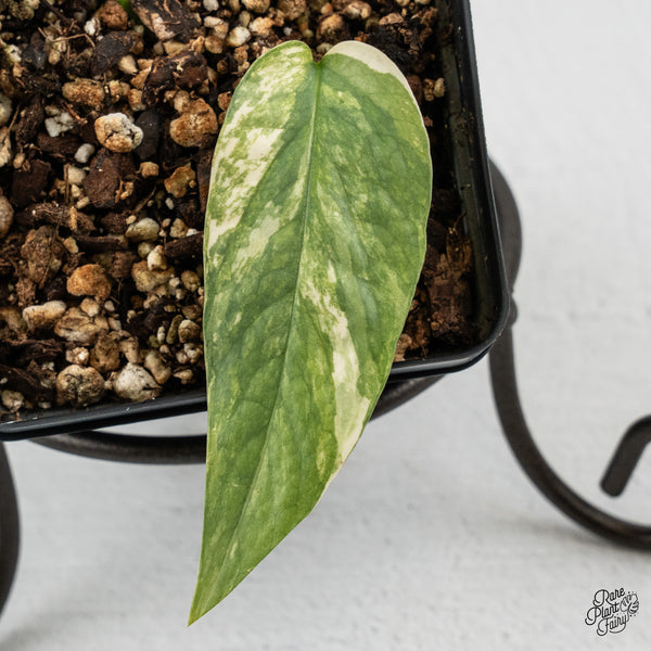 Epipremnum Pinnatum 'Cebu Blue' Variegated (wk50-N)