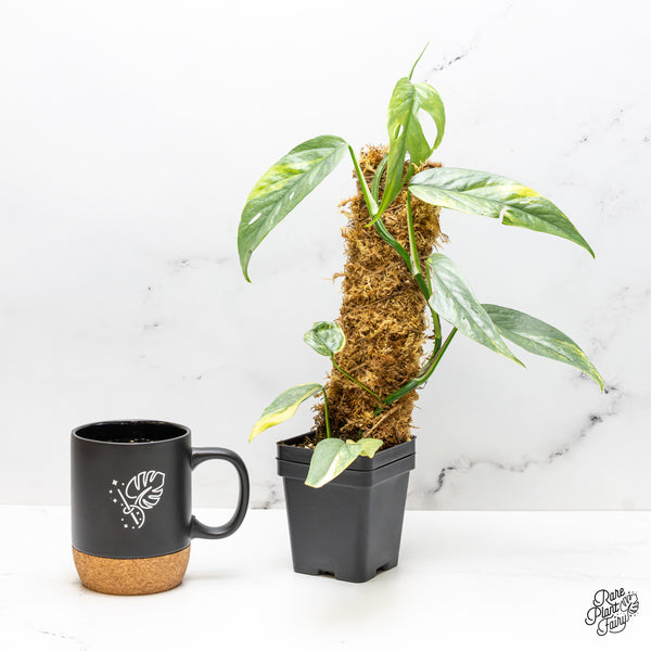 Epipremnum Pinnatum 'Cebu Blue' Variegated (wk51-S)