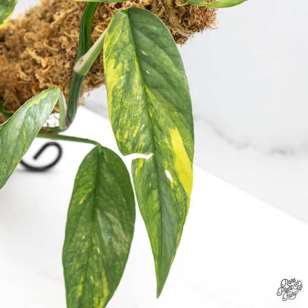 Epipremnum Pinnatum 'Cebu Blue' Variegated (wk51-S)