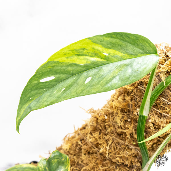 Epipremnum Pinnatum 'Cebu Blue' Variegated (wk51-S)