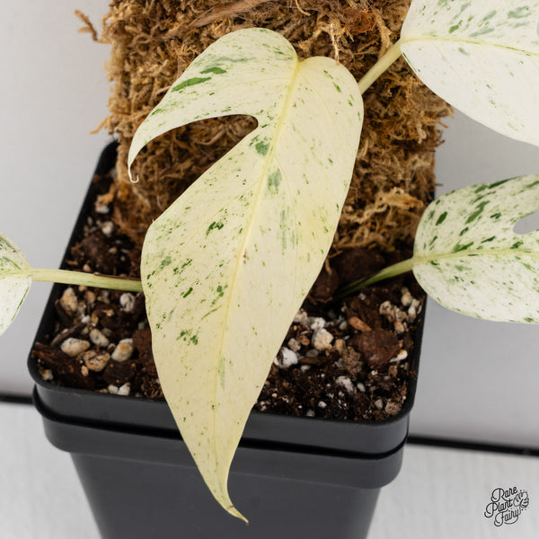 Epipremnum sp. Philippines Variegated (wk42-C)