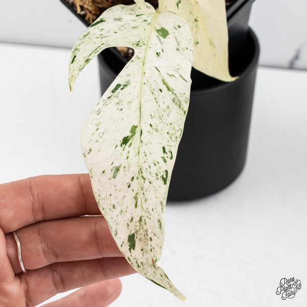 Epipremnum sp. Philippines Variegated (wk42-C)