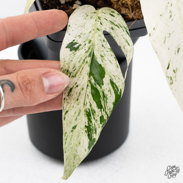 Epipremnum sp. Philippines Variegated (wk42-C)