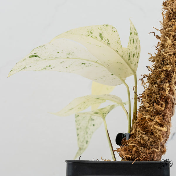 Epipremnum sp. Philippines Albo Variegated (wk50-M)