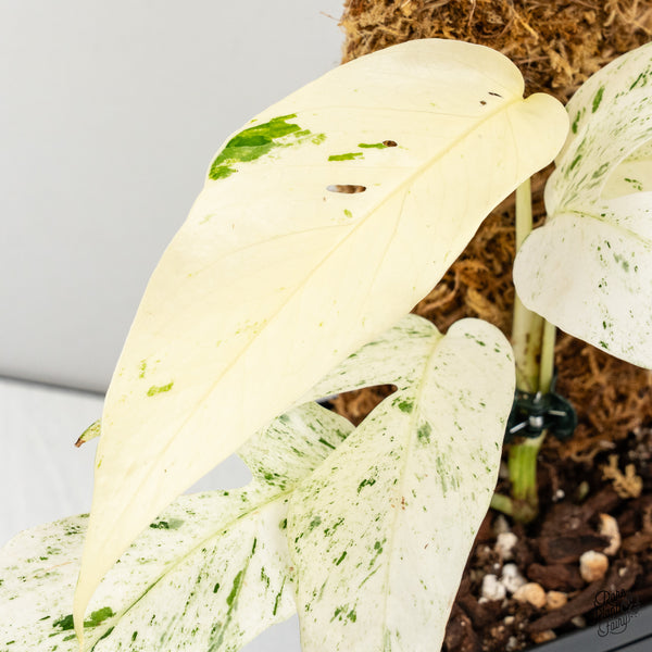 Epipremnum sp. Philippines Albo Variegated (wk50-M)