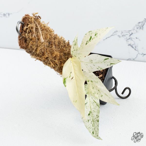 Epipremnum sp. Philippines Albo Variegated (wk50-M)