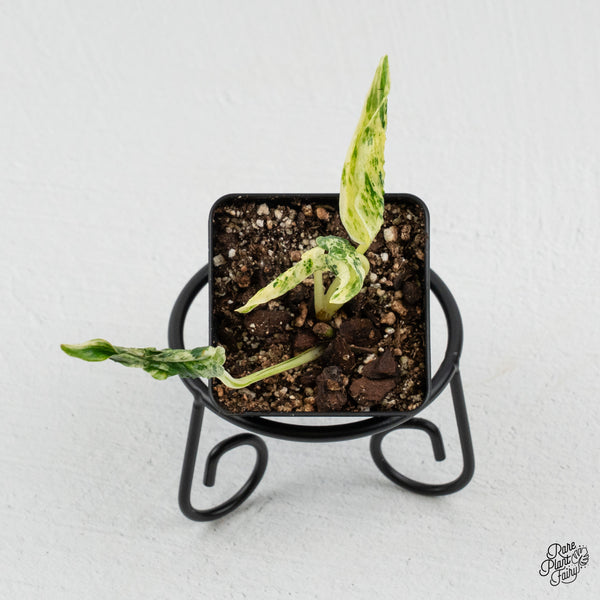 Epipremnum Teruno 'Love Song' Variegated (wk50-A)