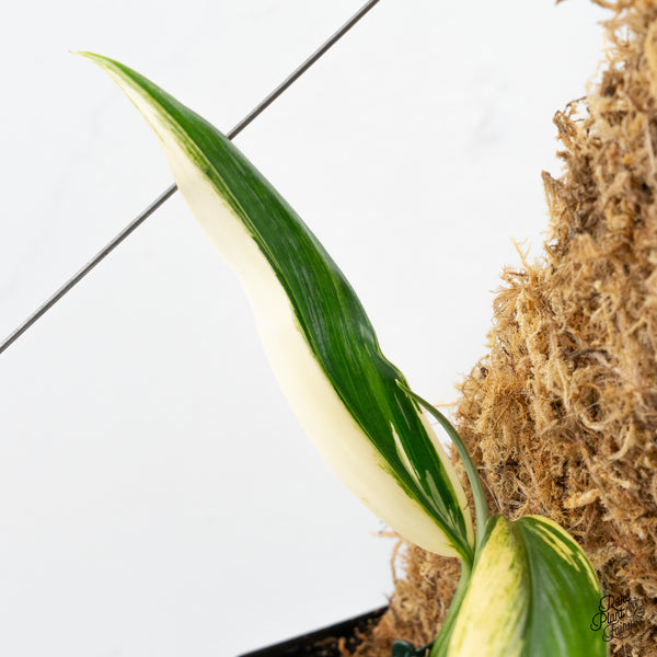 Epipremnum Amplissimum Albo Variegated (wk43-B)