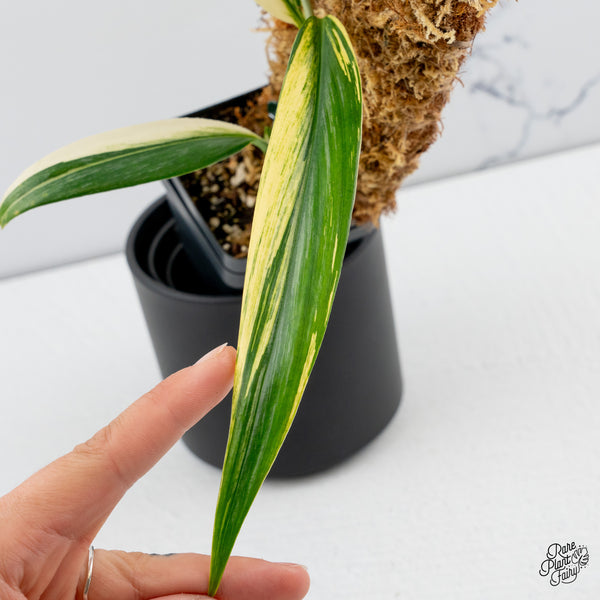 Epipremnum Amplissimum Albo Variegated (wk43-B)