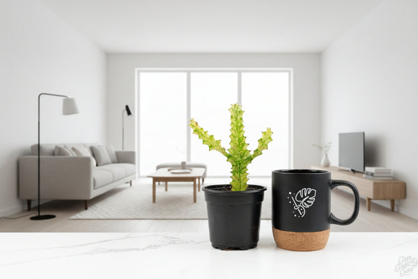 Black mug with cork base and plant on a white background