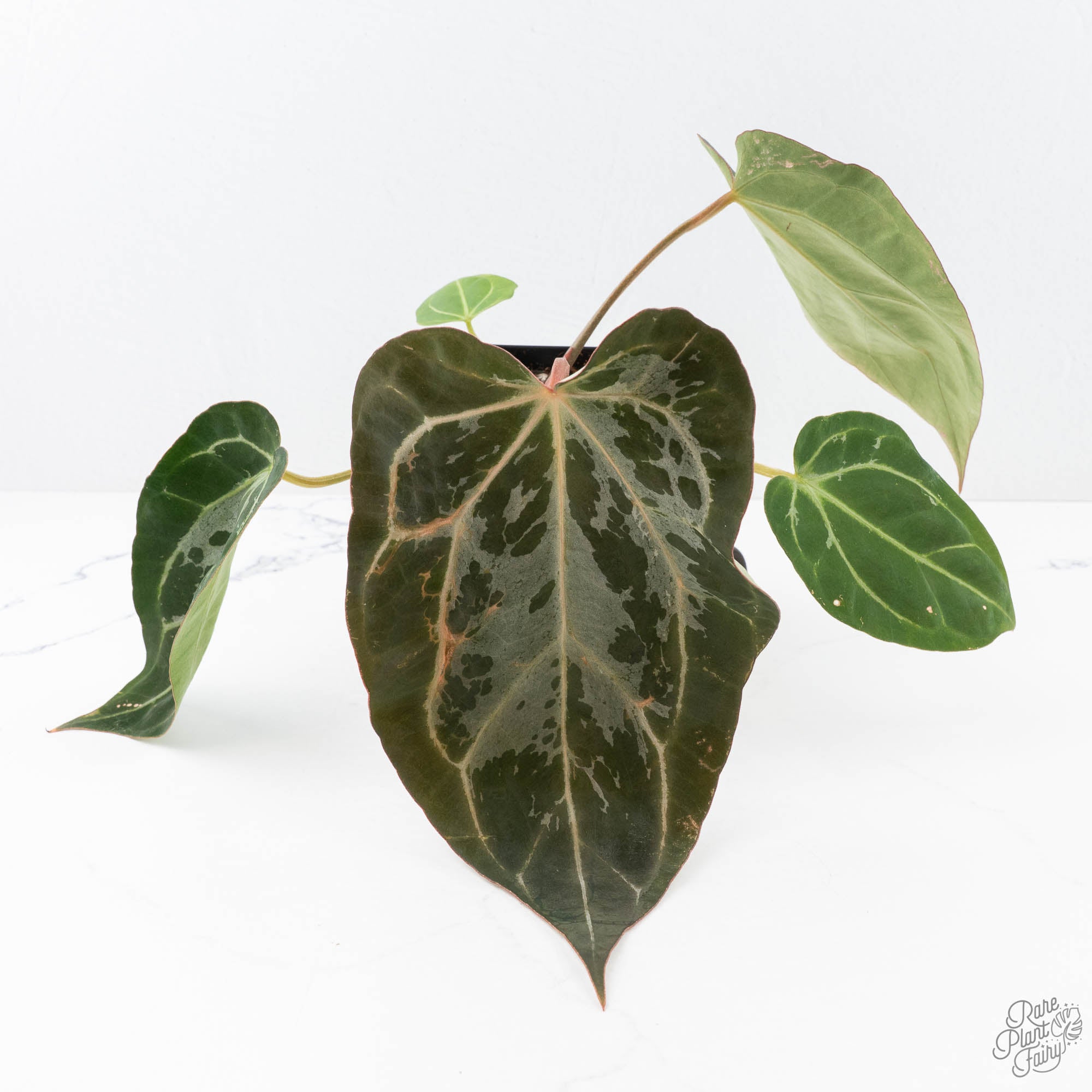 anthurium blister variegation Anthurium DocBlock F2 x Carlablackiae by DocBlock (wk21-UP) *Blister Variegated*