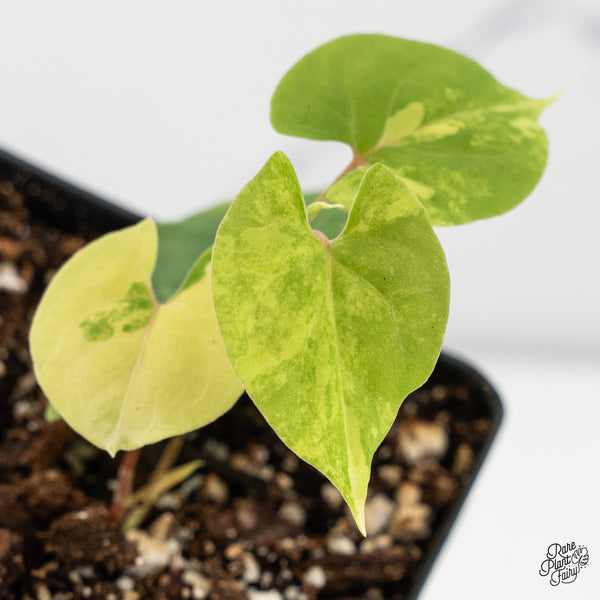 Fallopia Multiflora Aurea Variegated (wk45-G)