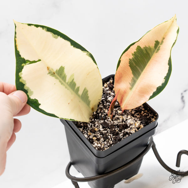 Ficus Elastica cv. 'Asahi' (wk51-US)