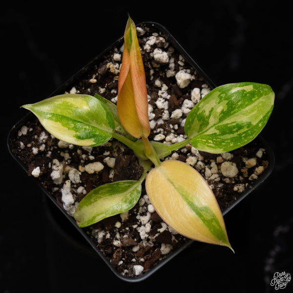 Philodendron 'Green Congo Nuclear’ variegated *Grower's choice*