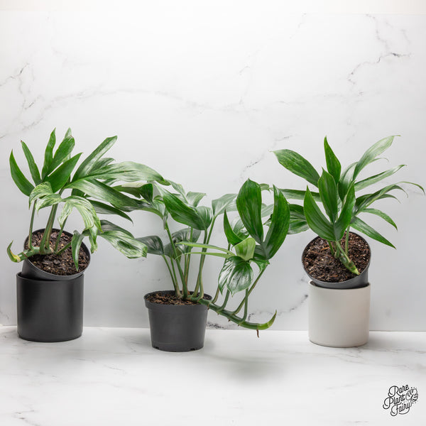 Rhaphidophora Decursiva Variegated
(Dragon's Tail) *Grower's choice*