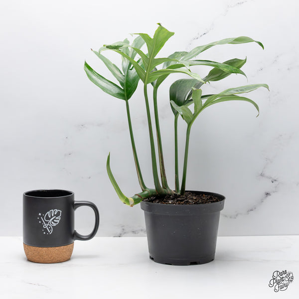 Rhaphidophora Decursiva Variegated
(Dragon's Tail) *Grower's choice*