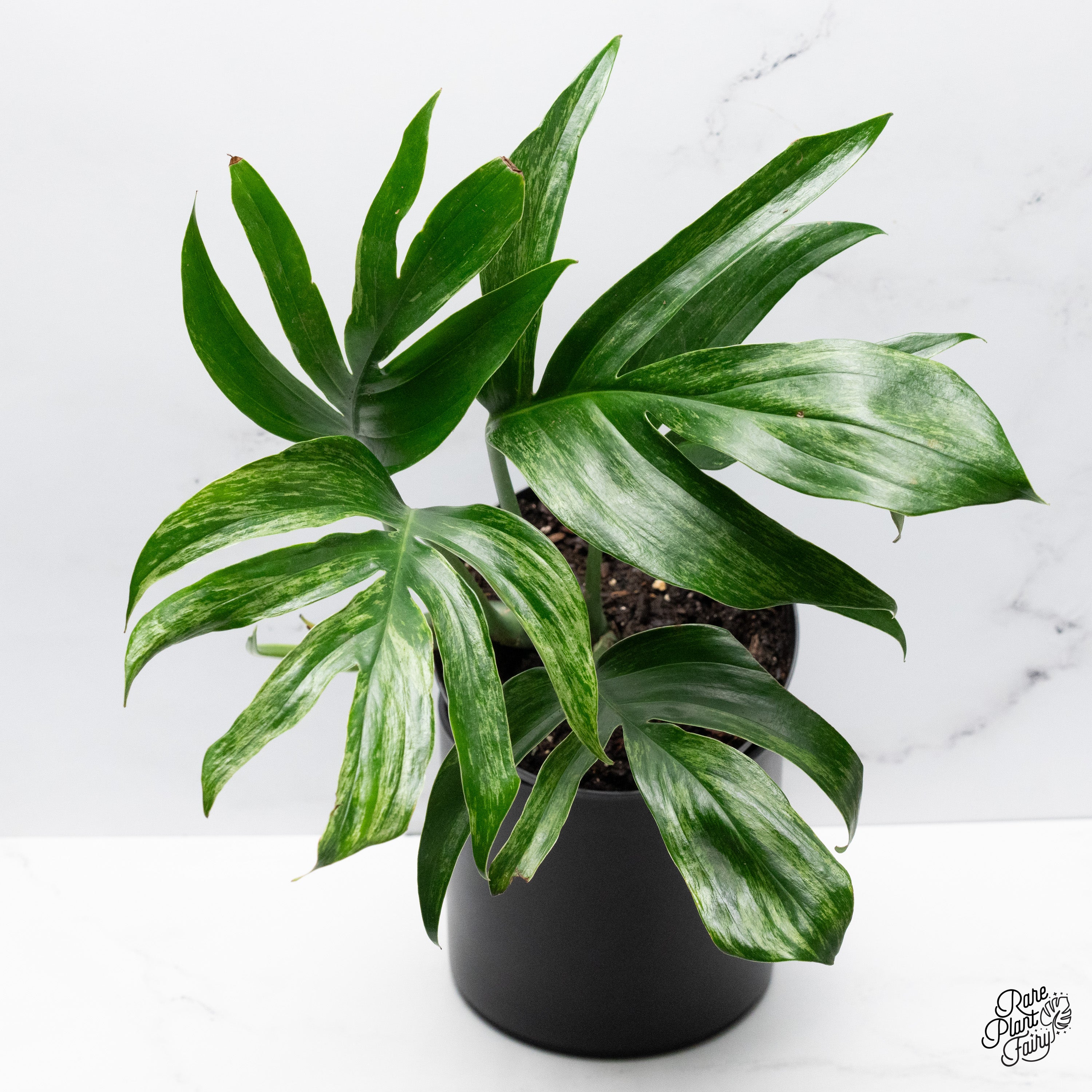 philodendron decursiva Rhaphidophora Decursiva Variegated (Dragon's Tail) *Grower's Choice*
