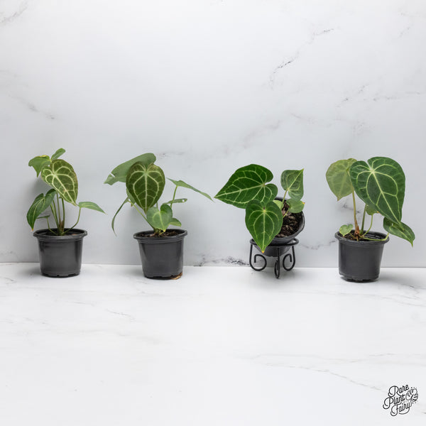 Anthurium 'Clarinervium' *Grower's choice*