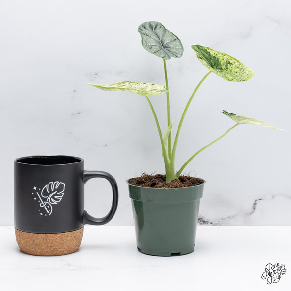 Alocasia 'Dragon Scale' Mint Variegated *Grower's Choice*