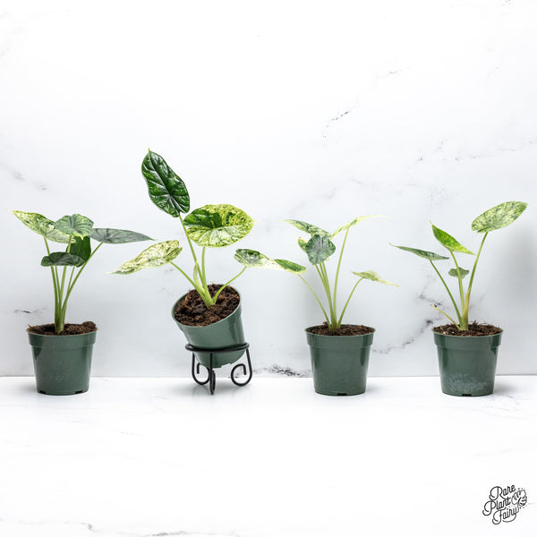 Alocasia 'Dragon Scale' mint variegated *Grower's Choice*