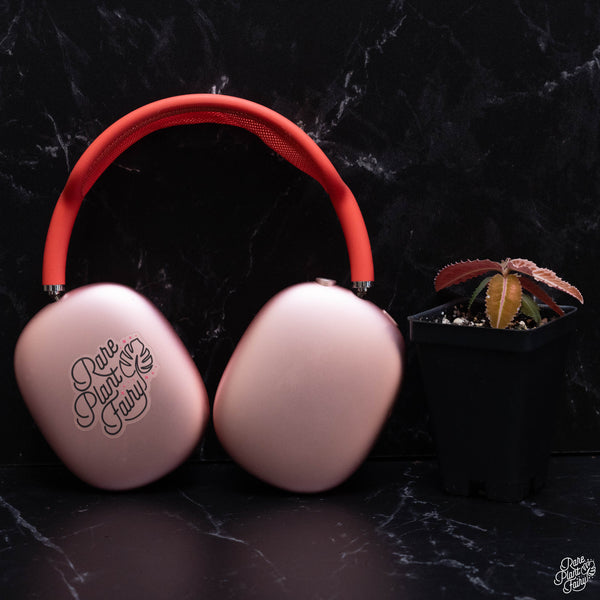 Labisia sp. Riau *Grower's choice*