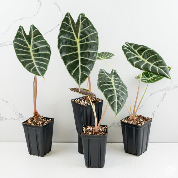 Alocasia longiloba 'Grandis' *Grower's choice*