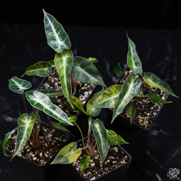 Alocasia 'Bambino' aurea variegated *Grower's choice*