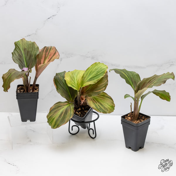 Kaempferia sp. Pink Variegated Ginger *Grower's Choice*