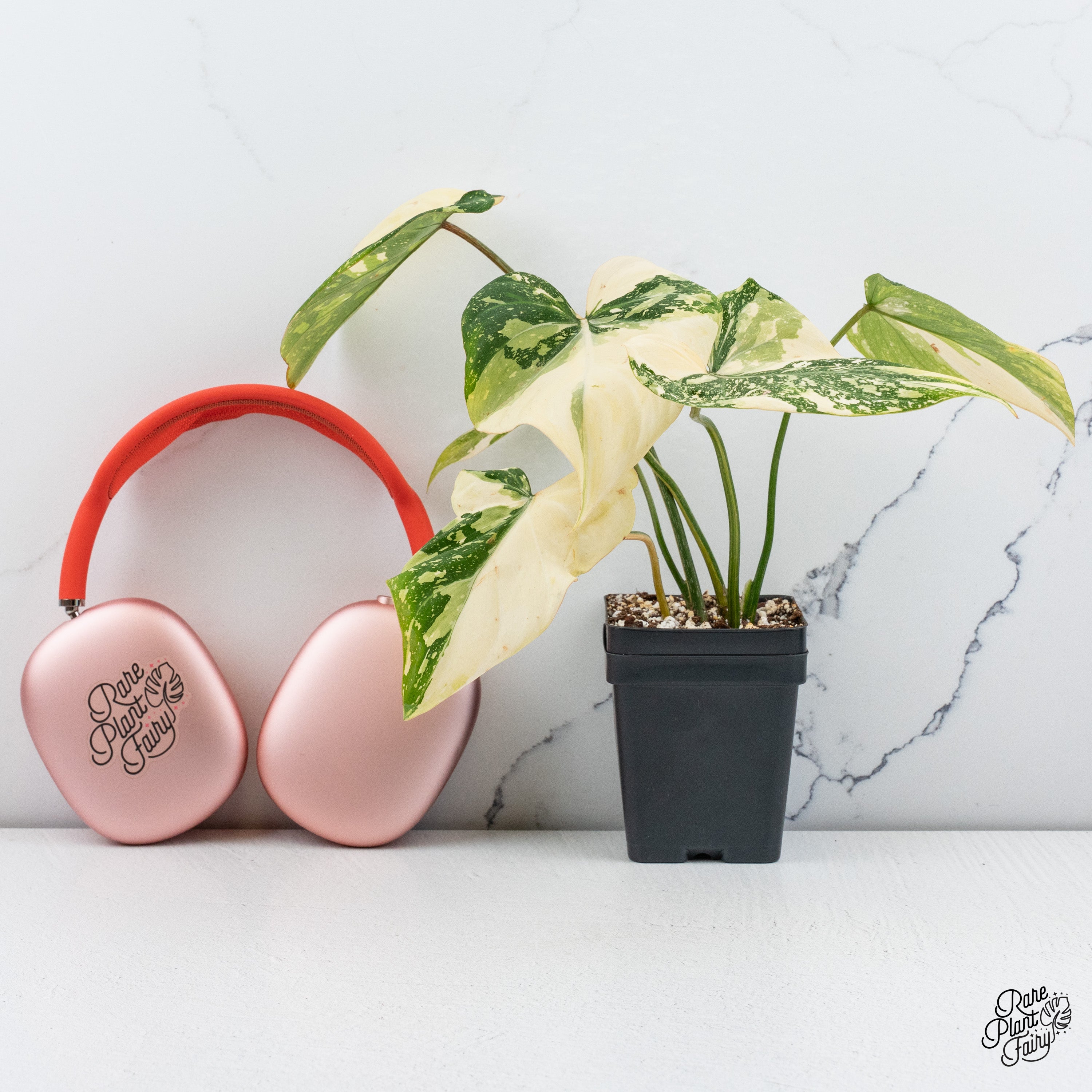 philodendron gloriosum types Philodendron gloriosum variegated *Type 2* *Grower's Choice* – Rare Plant Fairy