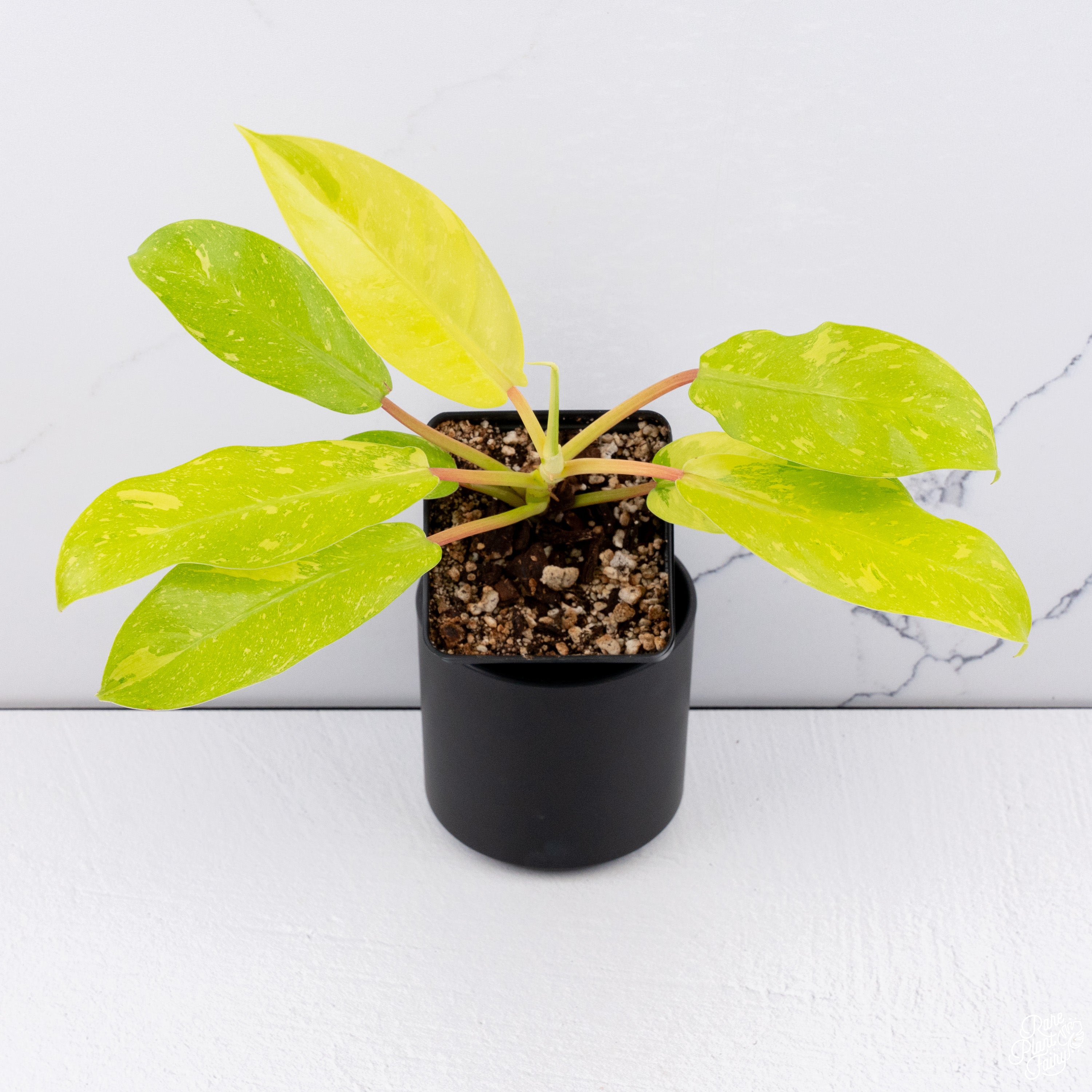 philodendron goddess Philodendron 'Golden Goddess' Marble Variegated *Grower's Choice*