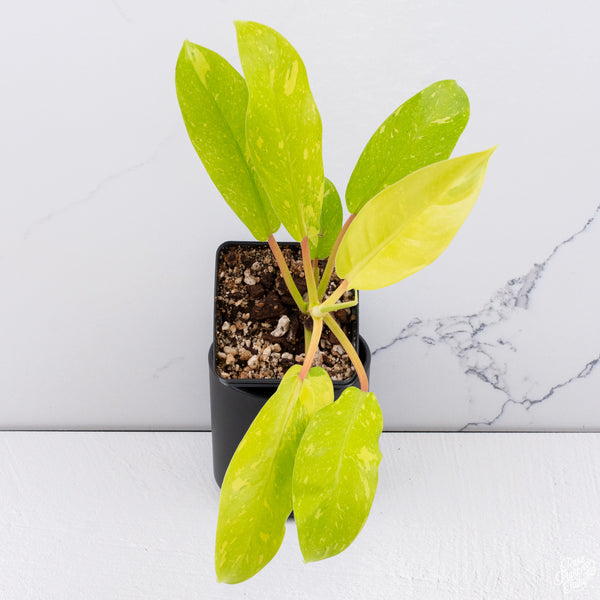 Philodendron 'Golden Goddess' Marble Variegated *Grower's Choice*