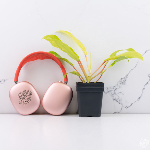 Philodendron 'Golden Goddess' Marble Variegated *Grower's Choice*