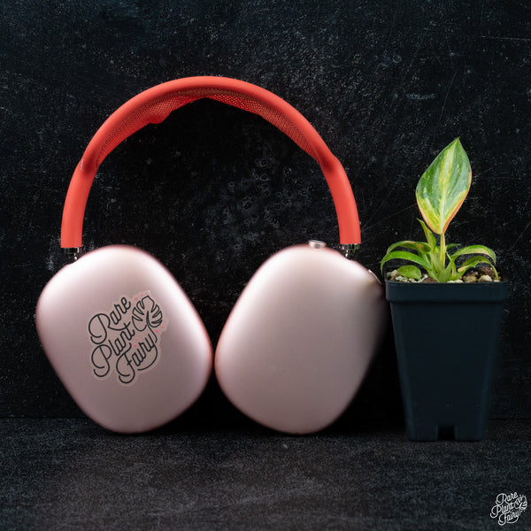 Philodendron 'Green Congo Nuclear’ variegated *Grower's choice*