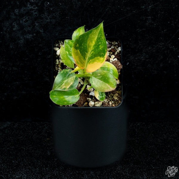 Philodendron 'Green Congo Nuclear’ variegated *Grower's choice*