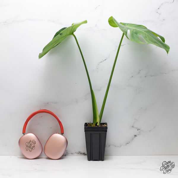 Monstera Deliciosa 'Green on Green' (GOG) Variegated (Large Form) *Grower's Choice*