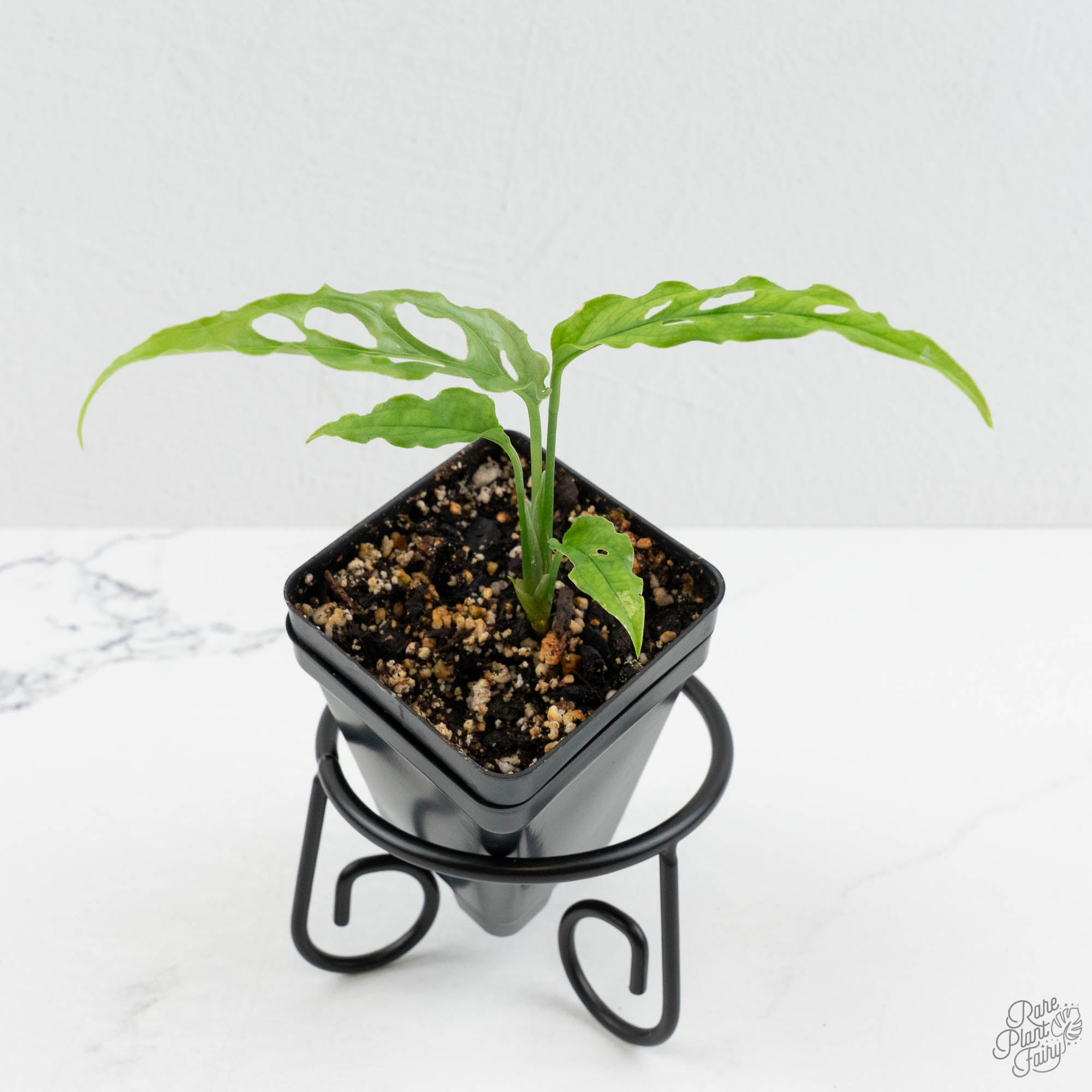philodendron peru vs monstera peru Monstera Obliqua 'Peru' *Grower's Choice* – Rare Plant Fairy