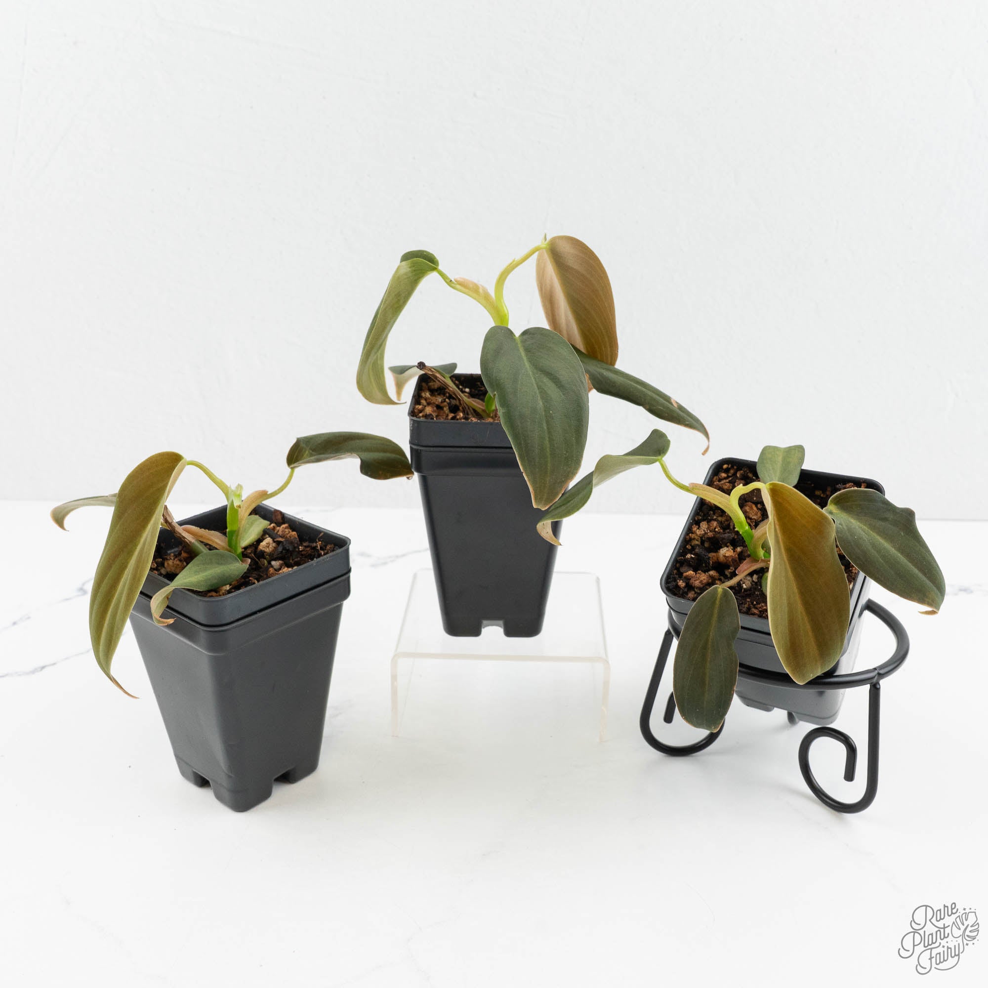 philodendron gigad Philodendron gigas *Grower's Choice*
