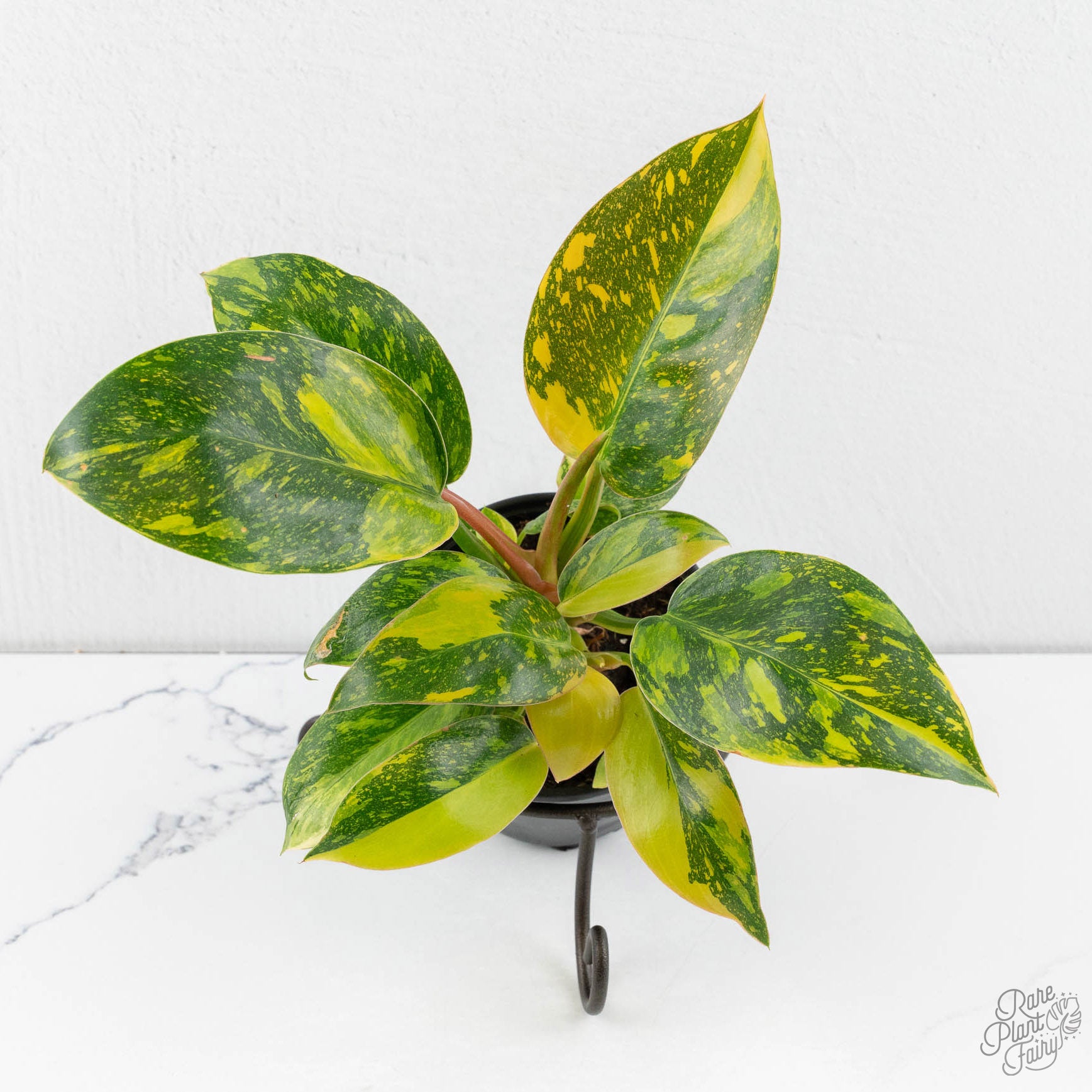 green congo philodendron Philodendron 'Green Congo Nuclear variegated *Grower's choice* Starter