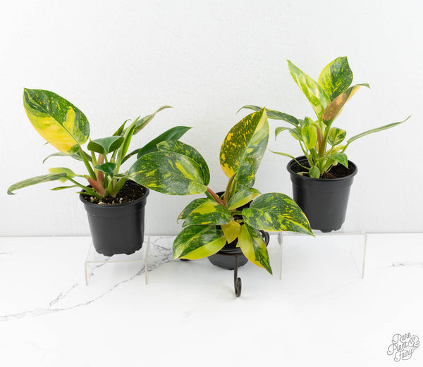 Philodendron 'Green Congo Nuclear’ variegated *Grower's choice*