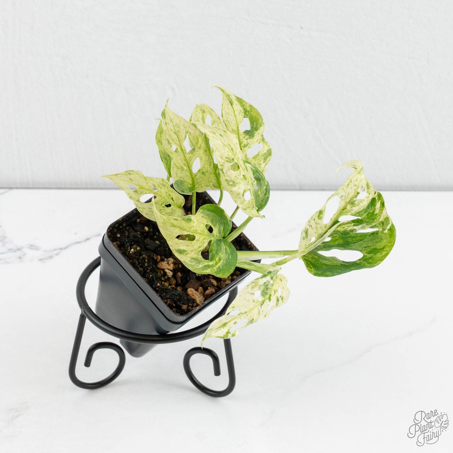 mint monstera adansonii Monstera Adansonii Mint Double Mutation *Growers Choice*