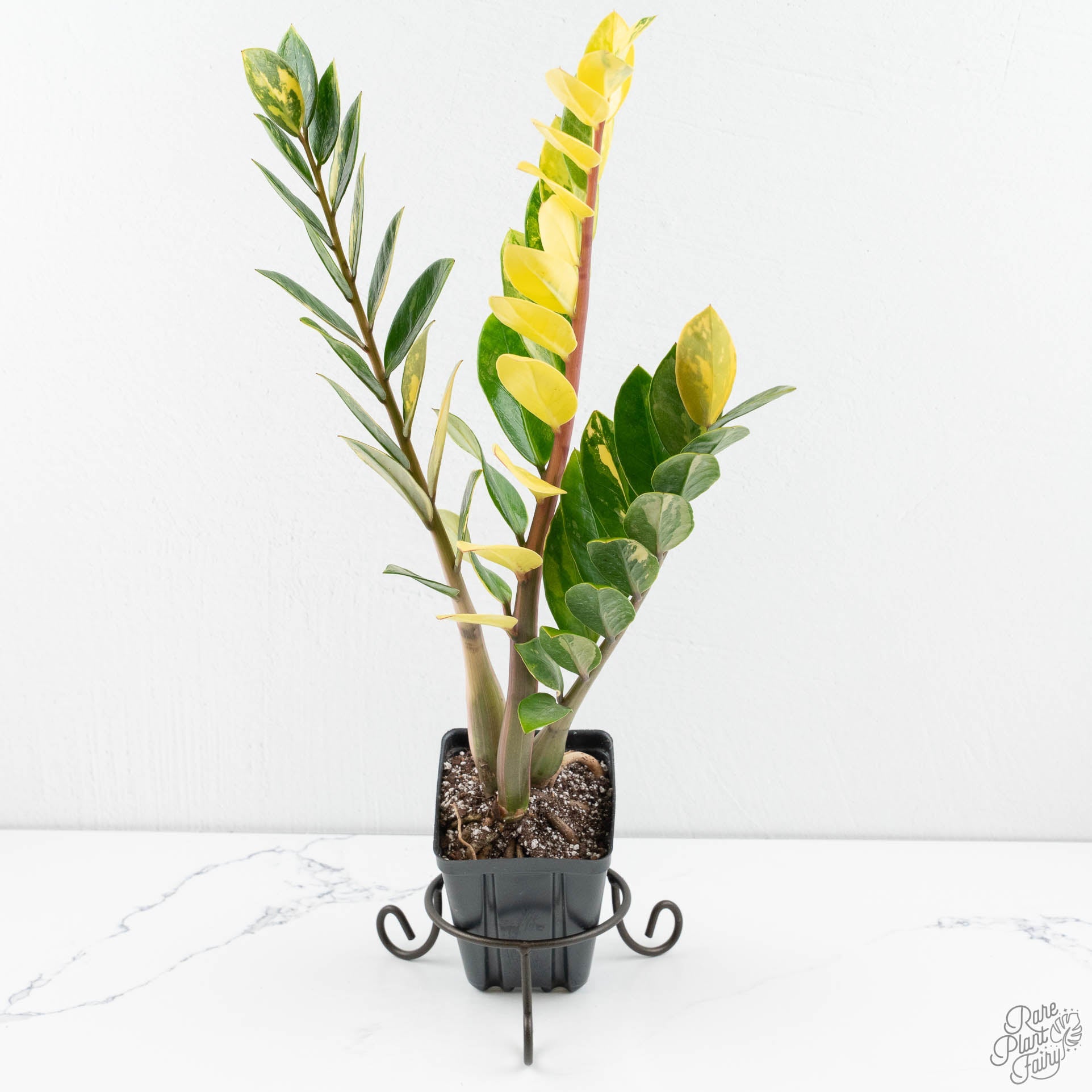 golden zz plant Zamioculcas zamifolia 'ZZ' aurea variegated *Growers Choice*