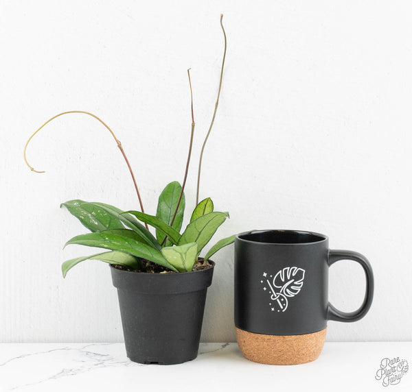 Hoya crassipetiolata *Grower's Choice*