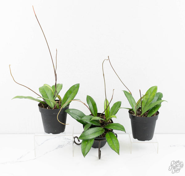 Hoya crassipetiolata *Grower's Choice*