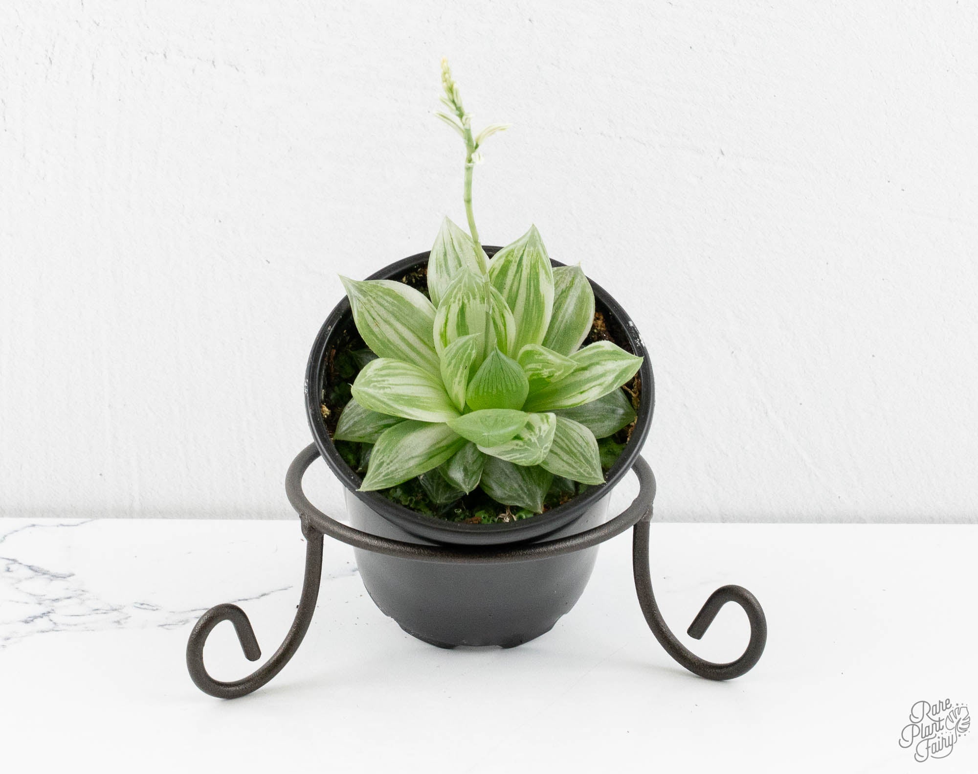 haworthia cooperi succulent Haworthia cooperi variegated *Grower's Choice* – Rare Plant Fairy