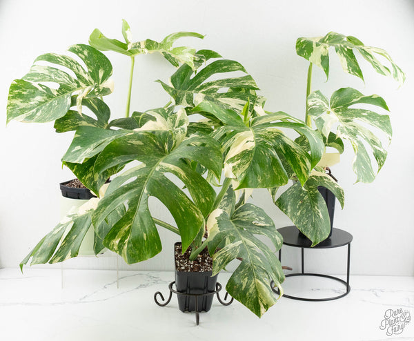 Monstera Deliciosa Albo Variegated (Small Form/Borsigiana) *Grower's Choice*