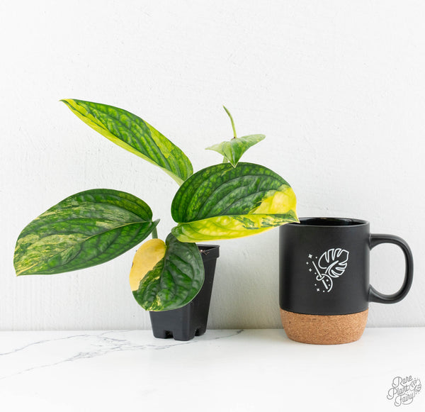 Monstera sp. 'Peru' Variegated *Grower's Choice*