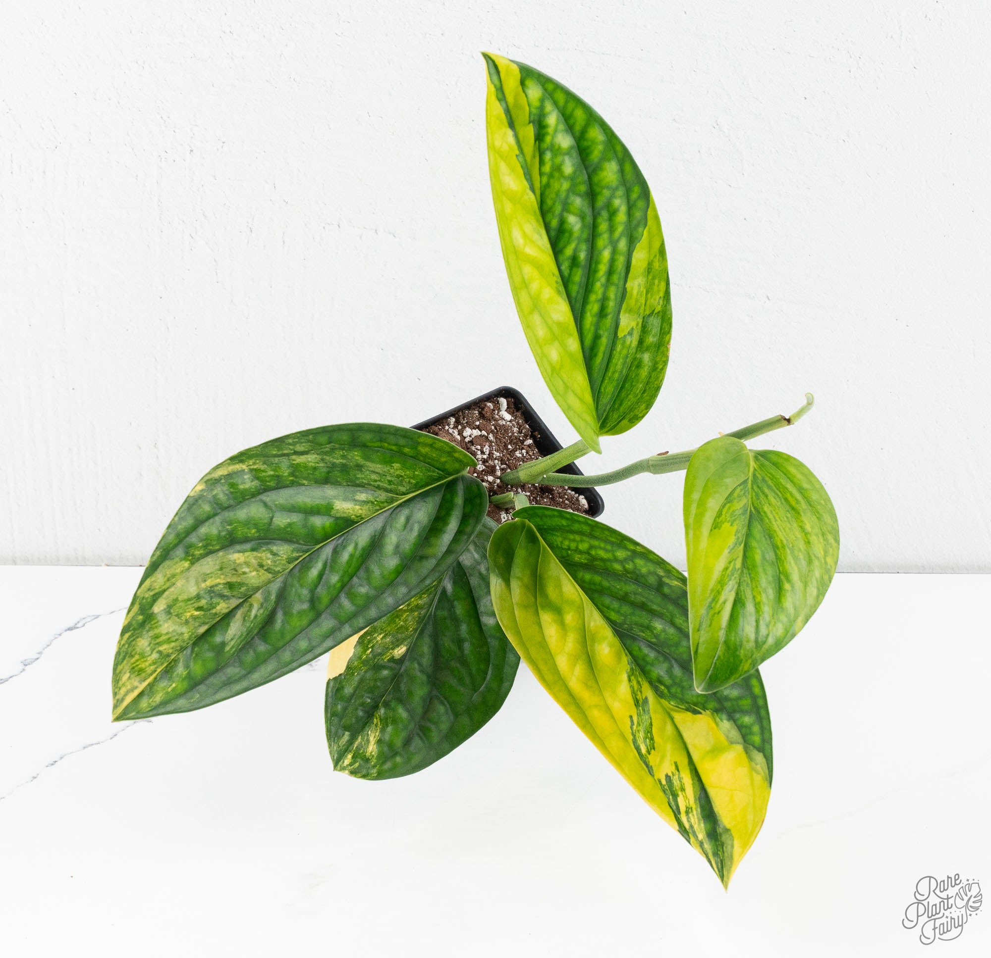monstera sp plant Monstera sp. 'Peru' Variegated *Grower's Choice*