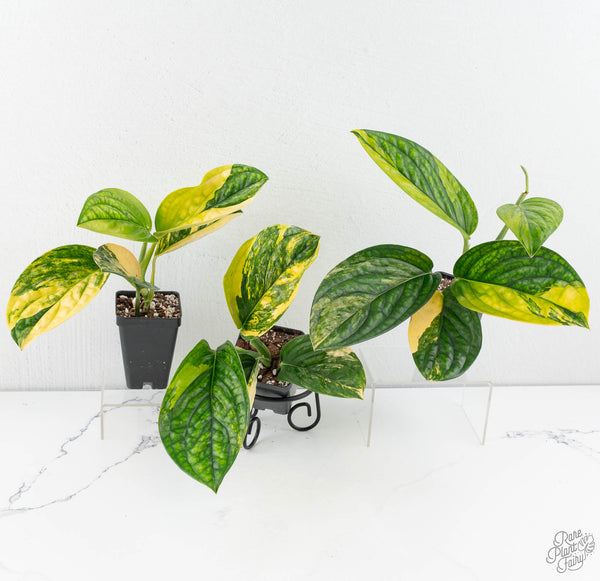 Monstera sp. 'Peru' Variegated *Grower's Choice*