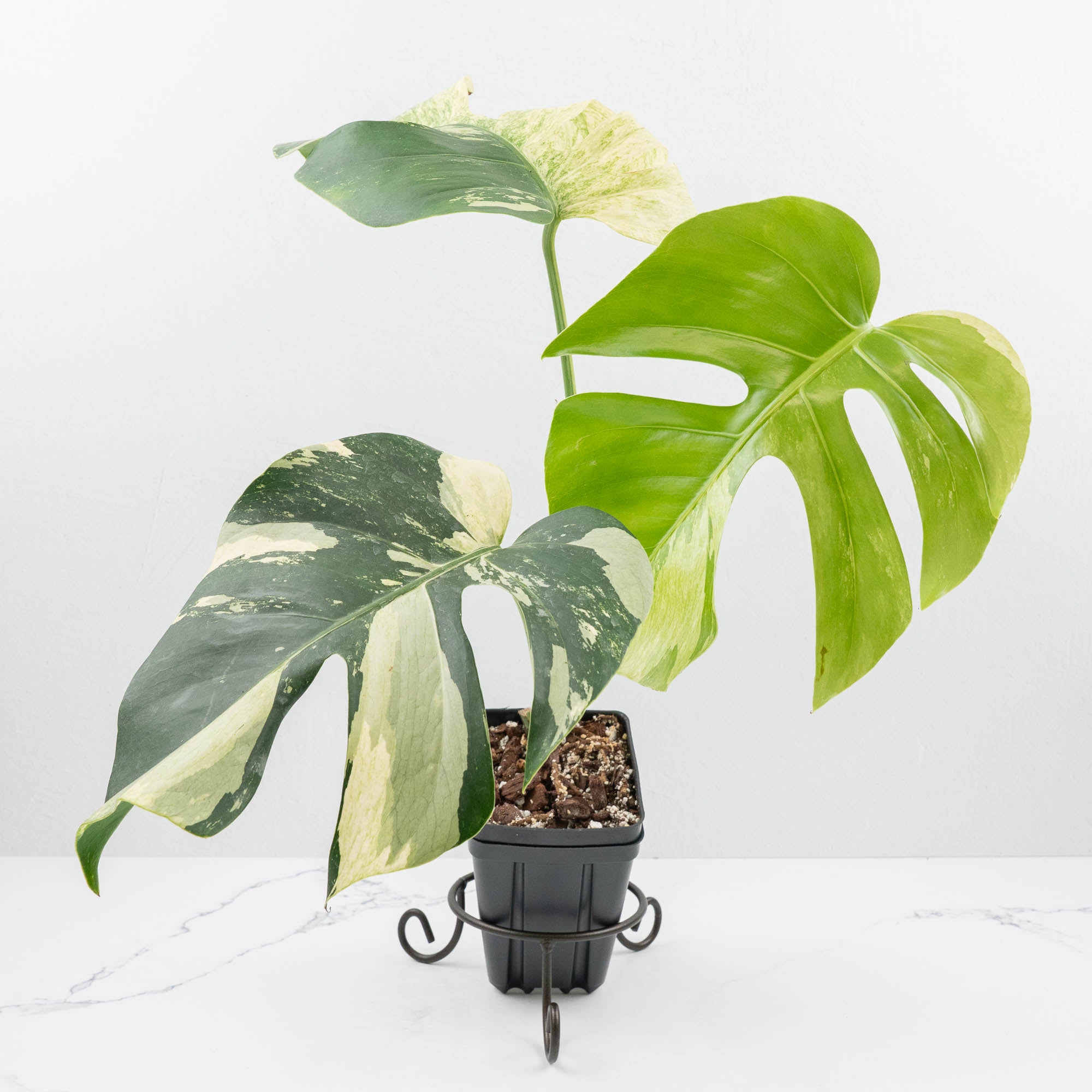 monstera mint price Monstera Deliciosa Mint Variegated NOID (Intermediate Form) *Grower's Choice*